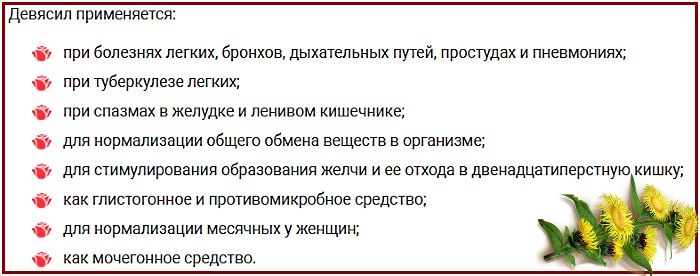 Девясил - применение в лечебных целях в народной медицине