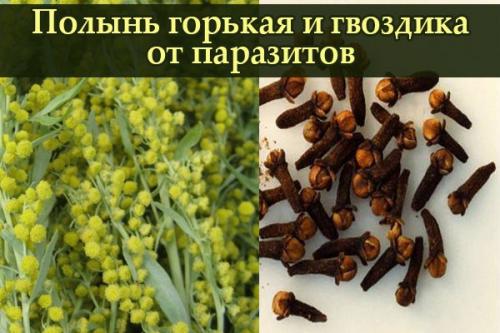 Гвоздика, полынь и пижма - свойства трав в составе тройчатки в народной медицине