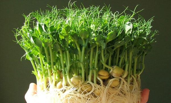 Польза вареного гороха и возможный вред продукта