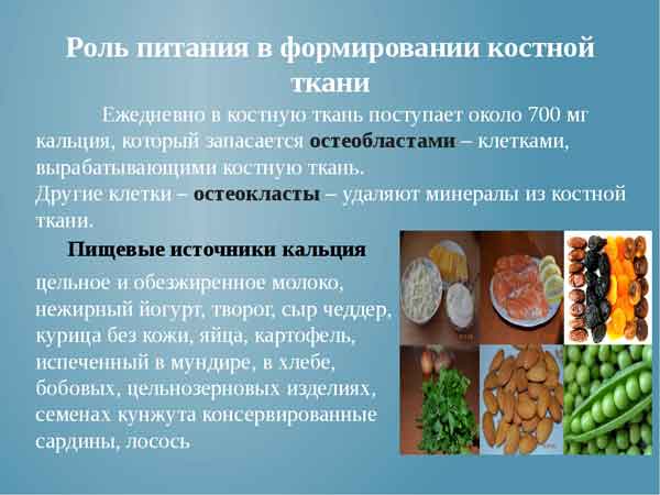 Основа быстрого образования костной ткани при переломе руки