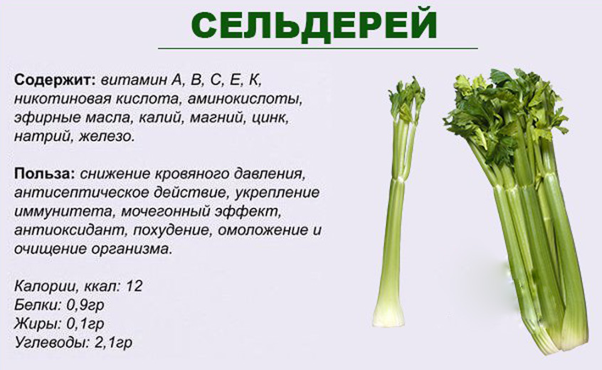 Сельдерей для здоровья мужчин с рецептами применения
