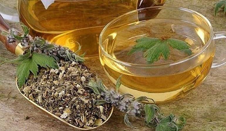 Пустырник - польза для сердца, нервной системы, женского и мужского здоровья