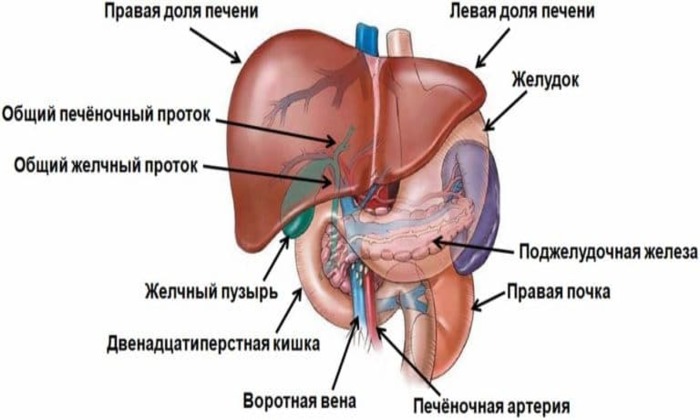 Польза и состав различных сортов пива для мужчин