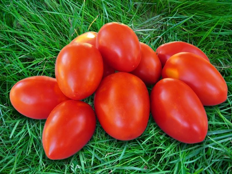 Пикули - рецепты приготовления маринованных огурцов на зиму