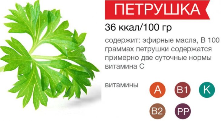 Корень петрушки - лечебные свойства, польза для помощи в оздоровлении