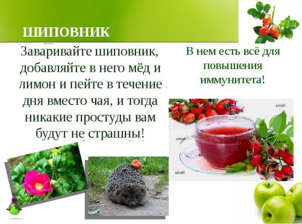 Настойка шиповника - целебные свойства и показания к применению
