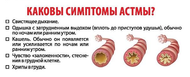 Семена подорожника - свойства и польза для организма