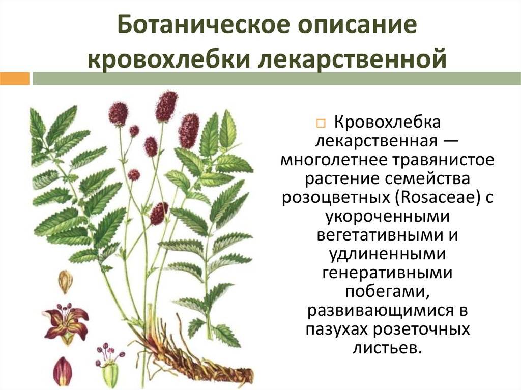 Кровохлебка