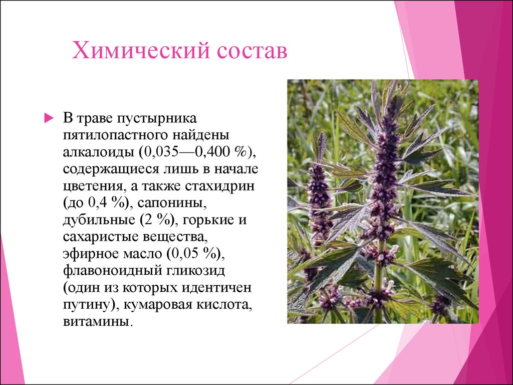 Пустырник - польза для сердца, нервной системы, женского и мужского здоровья