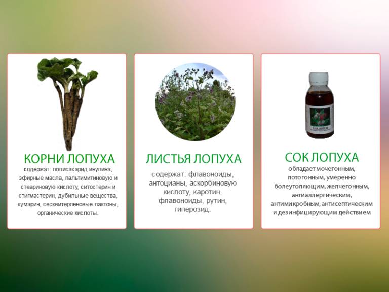 Сок лопуха - лечебные свойства и применения растения