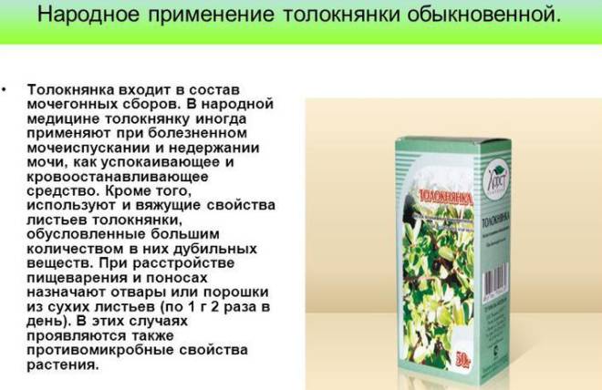 Толокнянка - состав и польза растения для организма