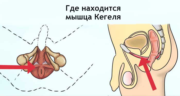 Упражнения Кегеля для мужчин: польза, противопоказания и вред