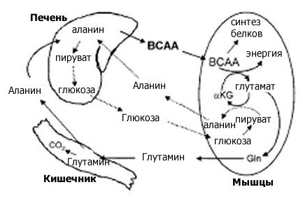 BCAA аминокислоты