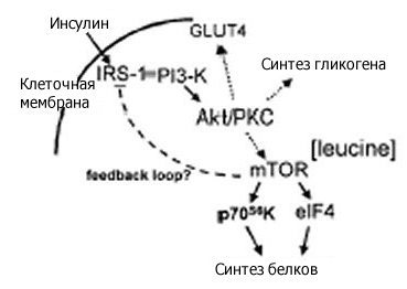 BCAA аминокислоты