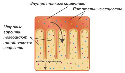 Глютен и пищеварение