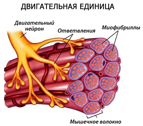 Включаем больше нейронов во время тренировки!