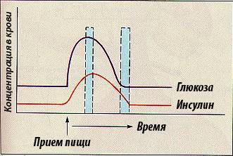 Инсулин - все что нужно знать