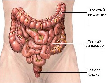Кишечник