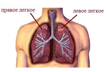 Легкие
