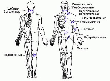 Лимфатические узлы