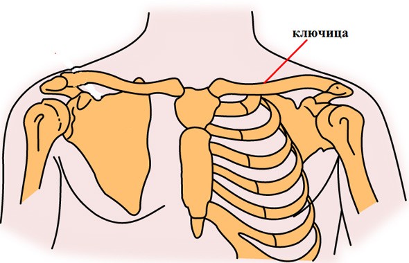 Ключица