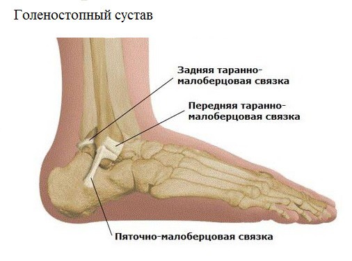 Голеностопный сустав