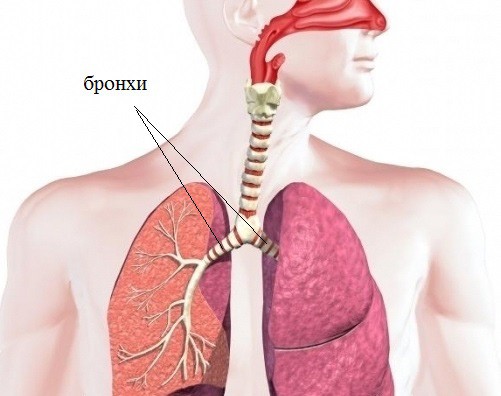 Бронхи
