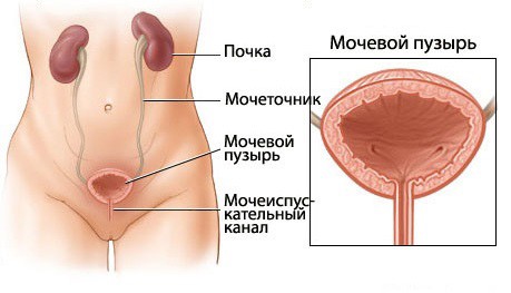 Мочевой пузырь