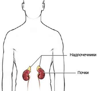 Надпочечники