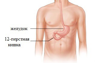 Двенадцатиперстная кишка
