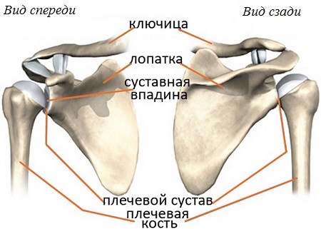 Плечевой сустав