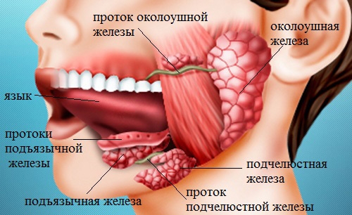 Слюнные железы