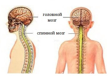 Спинной мозг