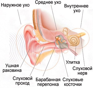 Уши