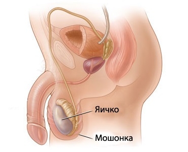 Яички