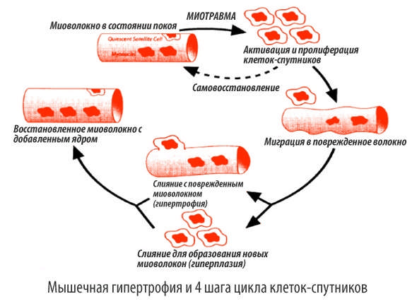 Эндокринология мышечного роста