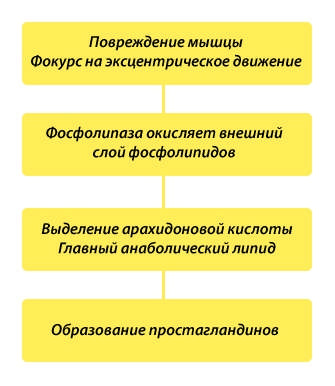 Эндокринология мышечного роста