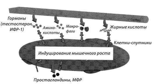 Эндокринология мышечного роста