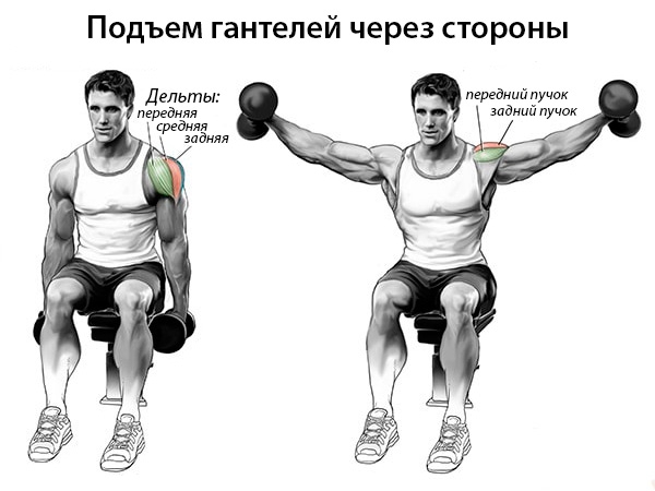 Советы по тренировке плечей