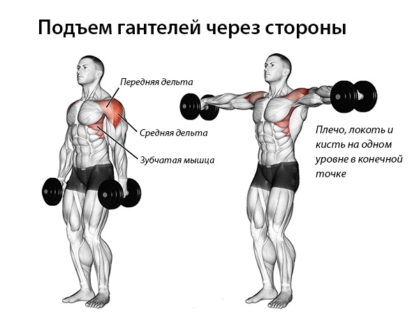 Советы по тренировке плечей