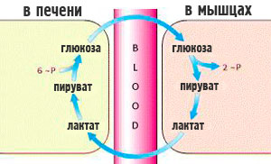 Молочная кислота - причина жжения в мышцах?