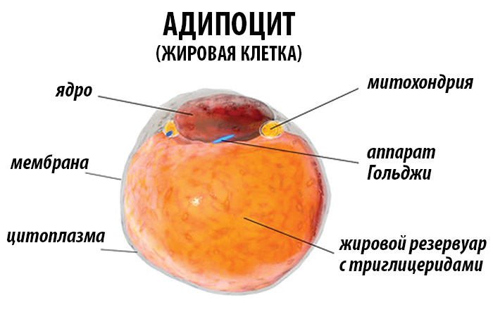 Гормоны голода: лептин, грелин, нейропептид Y