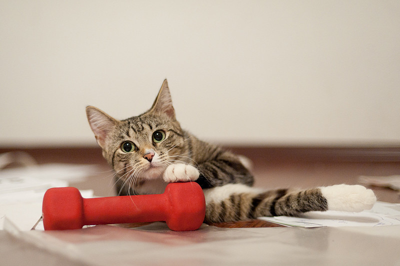 одно из качеств олимпийских чемпионов - сохранение оптимистичного настроя