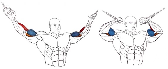 Сгибание рук в кроссовере Сгибание рук в кроссовере