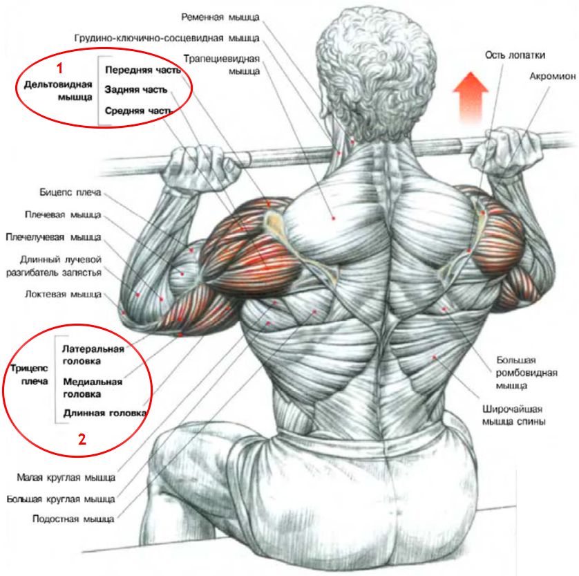 Мышцы в армейском жиме Мышцы в армейском жиме