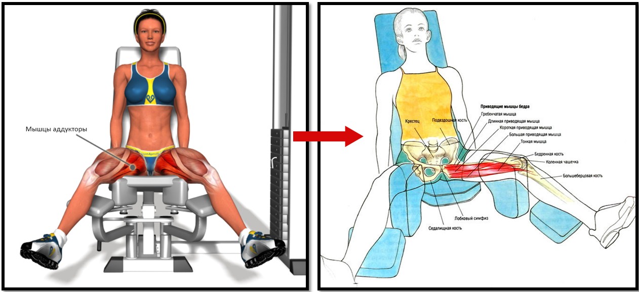Сведение ног в тренажере, мышцы в работе Сведение ног в тренажере, мышцы в работе