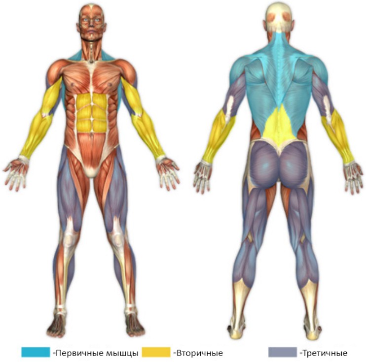Тяга т-грифа, мышцы в работе Тяга т-грифа, мышцы в работе