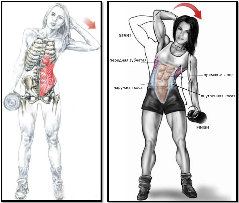 Наклоны в сторону с гантелью атлас мышц Наклоны в сторону с гантелью атлас мышц