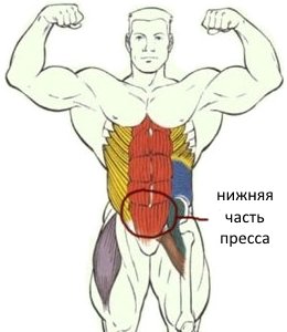 Рисунок нижней части пресса Рисунок нижней части пресса