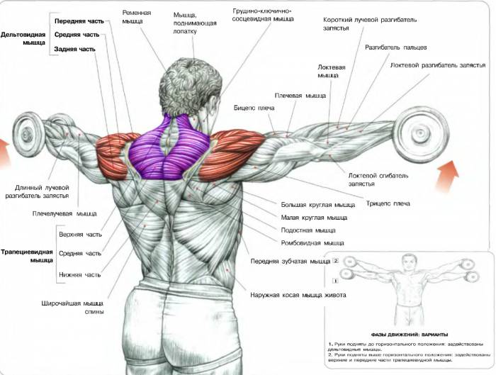 Подъем рук с весом в стороны Подъем рук с весом в стороны
